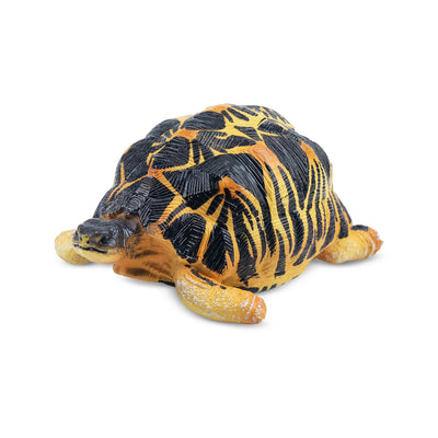 Toymany Tortue radiée