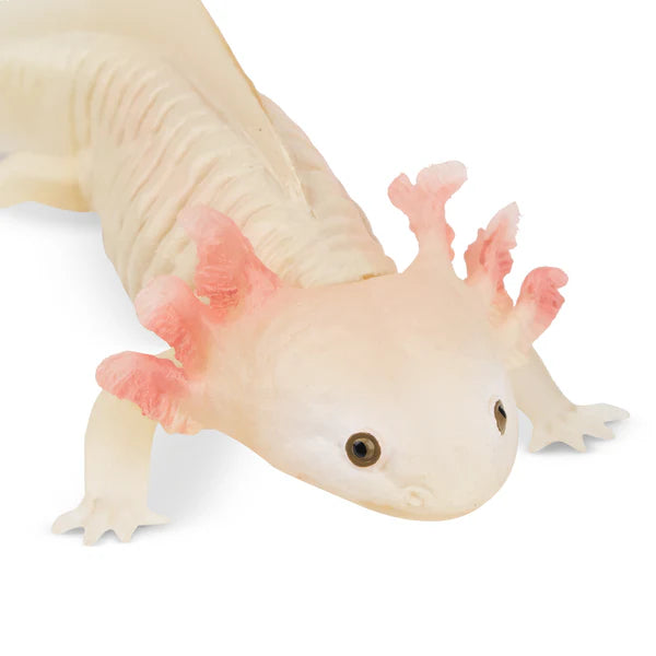 Toymany Axolotl