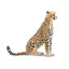 Toymany Guépard femelle assise