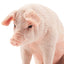 Toymany Pig Boar Sitting