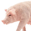 Toymany Pig Sow Standing