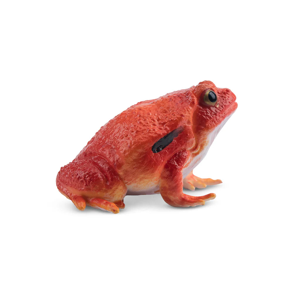 Toymany Grenouille tomate