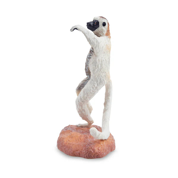 Toymany Sifaka de Verreaux