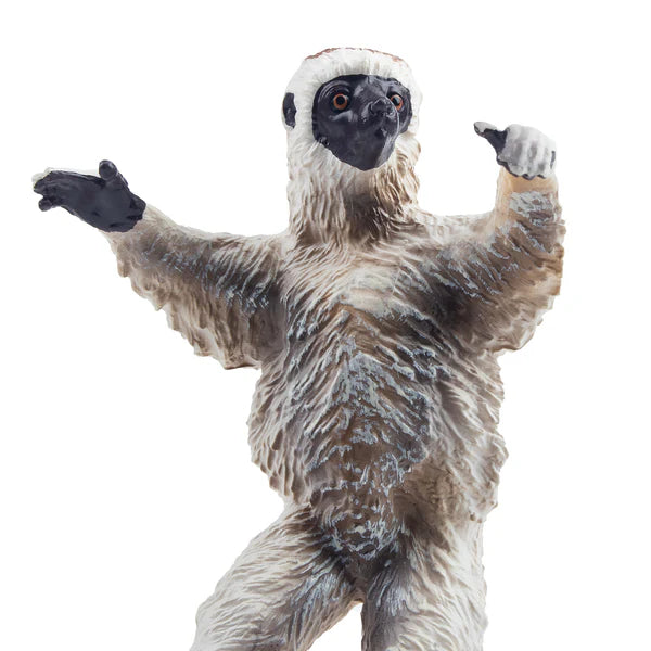 Toymany Sifaka de Verreaux
